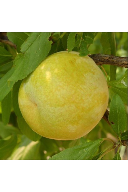 Плуот Флавор Квін - найсолодший сорт